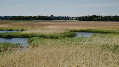 Wetland marshes showing reeds and expanses of water.