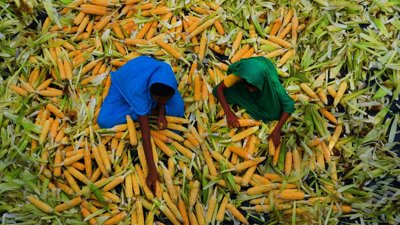 Two people spreading maize husks.