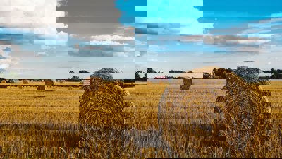 Hay bales in a field