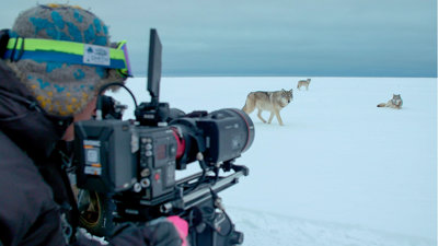Filmmaker with a large camera filming three wolves on a snow-covered plain.