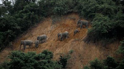 Elephants walking down a steep hill. Photograph titled 'Fight For Home'.