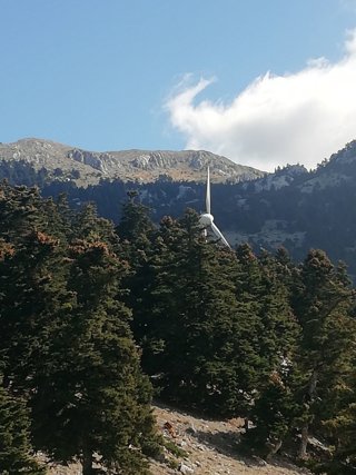 A cluster of trees on a mountain slope with the blades of a wind turbine visible above the trees.