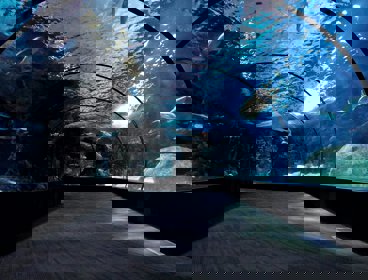An aquarium tunnel with fish swimming above