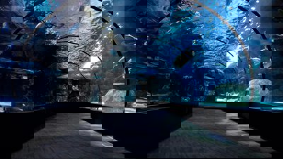 An aquarium tunnel with fish swimming above