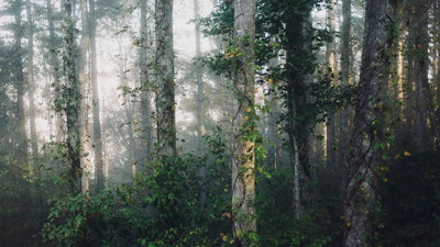 Green forest with ivy climbing up the trees