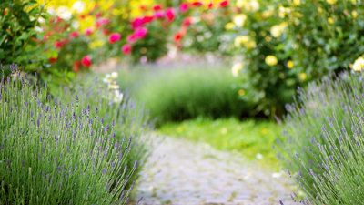 Pathway in garden with lavender and colourful roses.