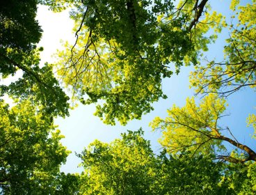 Looking up through trees to the sky.