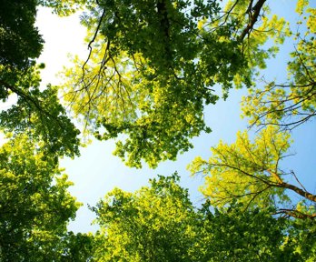 Looking up through trees to the sky.