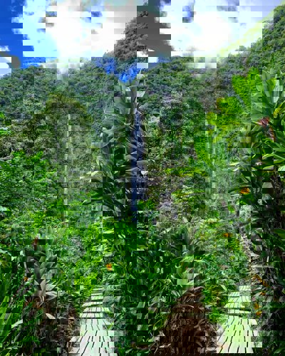Waterfall in the rainforest