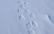 Polar bear feet track marks in the snow