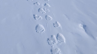 Polar bear feet track marks in the snow