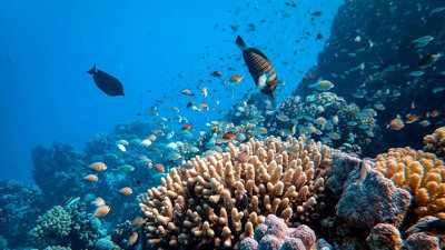 A school of fish and a coral reef in a body of water.
