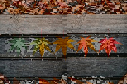 Brown and yellow leaves on a brown wooden background