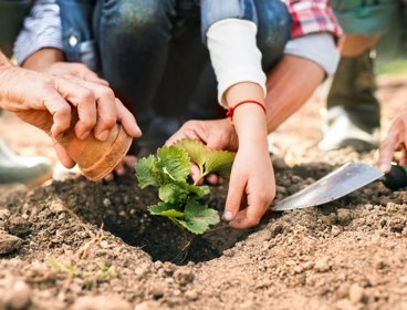 Hands planting plant into ground.