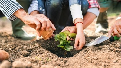 Hands planting plant into ground.
