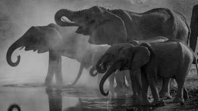 Black and white photograph of a group of large and smaller elephants drinking water. 