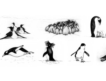 Assortment of black and white penguin illustrations.