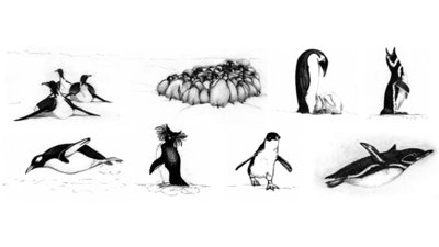 Assortment of black and white penguin illustrations.
