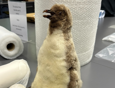 Taxidermy penguin on a table surrounded by a role of bubble wrap.
