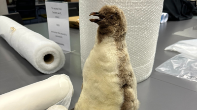 Taxidermy penguin on a table surrounded by a role of bubble wrap.
