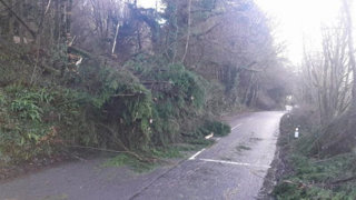 Fallen trees covering a road.