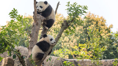 Two panda cubs resting in a tree. 