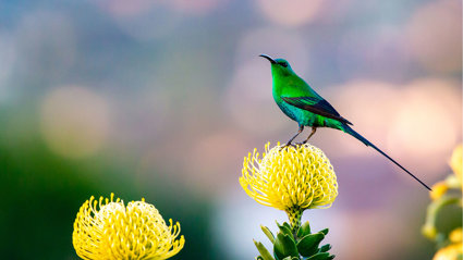 A green Malachite Sunbird pearched on a yellow flower.