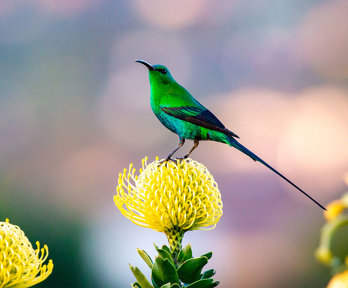 A green Malachite Sunbird pearched on a yellow flower.