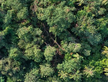 Aerial view of green forest.