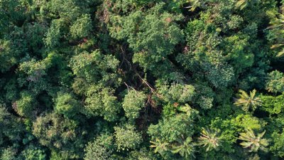 Aerial view of green forest.