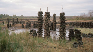 Stacks of rectangular peat sods impaled on wooden poles across a muddy peatland under an overcast sky.