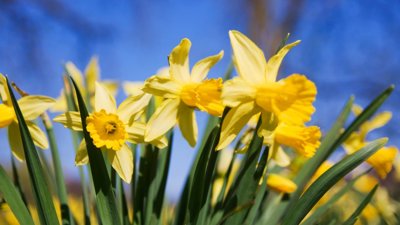 Yellow daffodils against blue sky.