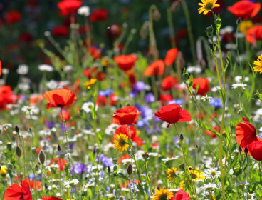 Field of wildflowers including poppies and bright flowers.