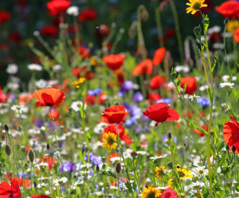 Field of wildflowers including poppies and bright flowers.