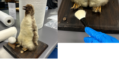 Banner with two images showing penguin being cleaned