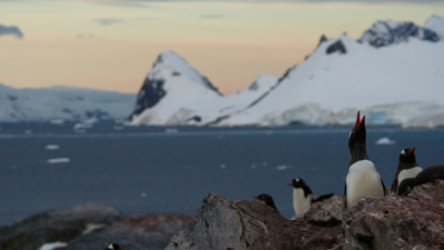 Five penguins stand on a rocky surface in the foreground whilst a blurred vision of water and snowy antarctic mountains fills the background. 