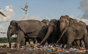 A group of elephants standing in a large field of garbage. 