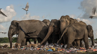 A group of elephants standing in a large field of garbage.