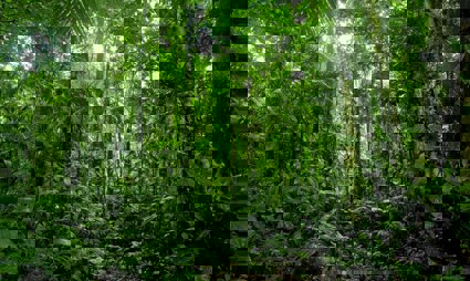 Tall trees and bright green plants occupy a tropical rainforest