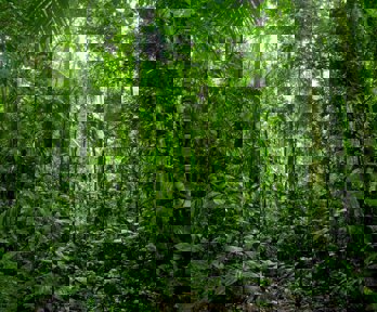 Tall trees and bright green plants occupy a tropical rainforest