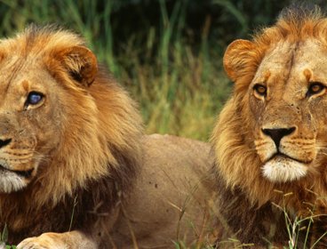 Two lions sitting in grass.