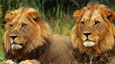 Two lions sitting in grass.