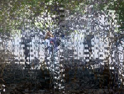 Katie Deakin standing in a mangrove
