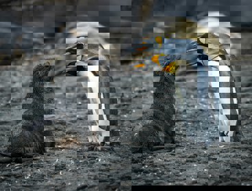 Penguins walking on grey sand with baby seal