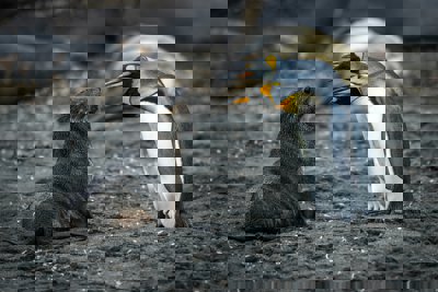 Penguins walking on grey sand with baby seal