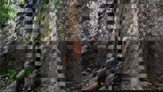Ticuna man stands beside a vast 500-year-old Celiba tree in the rainforest. A waterline is visible on the tree at the man’s shoulder-level.