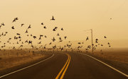 A large group of birds flying over a desolate dessert road against a backdrop of a yellow smokey sky caused by an active fire.