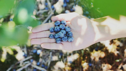 Person holding their hand out with blueberries in their palm.