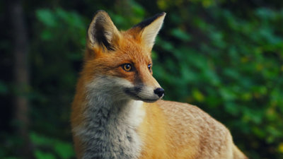 A fox.