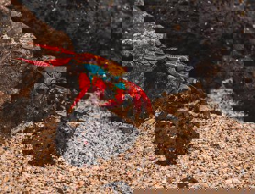 A crab crawling across a sandy sea bottom